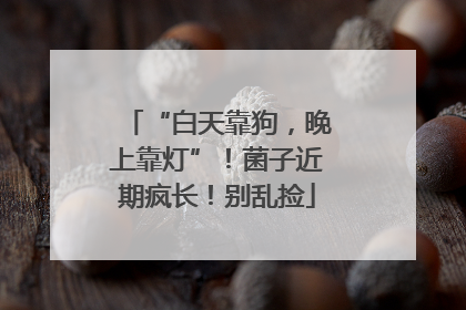 “白天靠狗，晚上靠灯”！菌子近期疯长！别乱捡