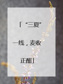 “三夏”一线，麦收正酣