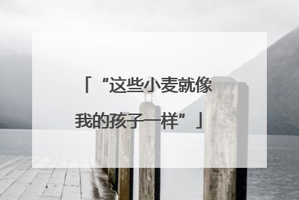 “这些小麦就像我的孩子一样”