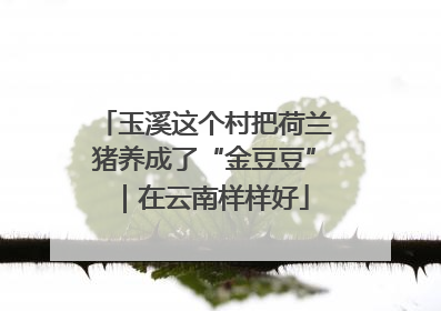 玉溪这个村把荷兰猪养成了“金豆豆”｜在云南样样好