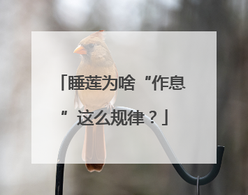 睡莲为啥“作息”这么规律？