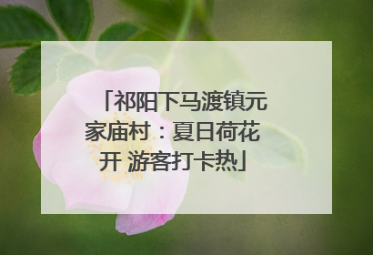 祁阳下马渡镇元家庙村：夏日荷花开 游客打卡热