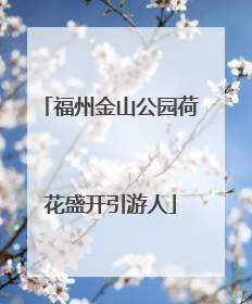 福州金山公园荷花盛开引游人
