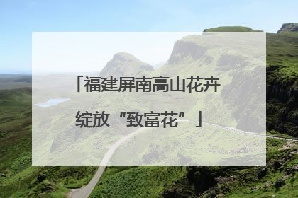 福建屏南高山花卉绽放“致富花”