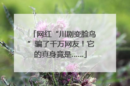 网红“川剧变脸鸟”骗了千万网友！它的真身竟是……