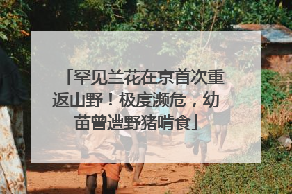 罕见兰花在京首次重返山野！极度濒危，幼苗曾遭野猪啃食