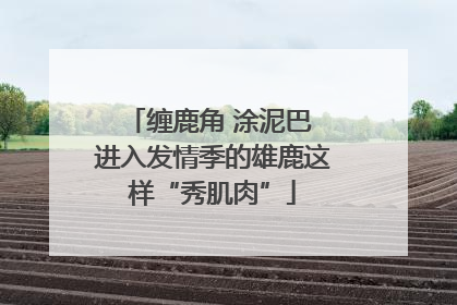 缠鹿角 涂泥巴 进入发情季的雄鹿这样“秀肌肉”