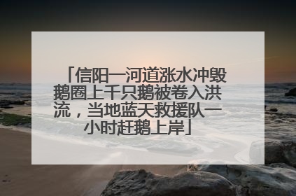 信阳一河道涨水冲毁鹅圈上千只鹅被卷入洪流，当地蓝天救援队一小时赶鹅上岸