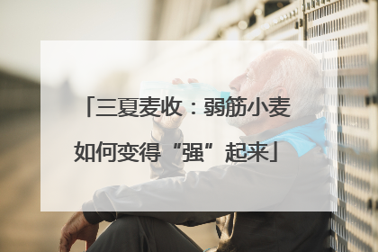 三夏麦收：弱筋小麦如何变得“强”起来