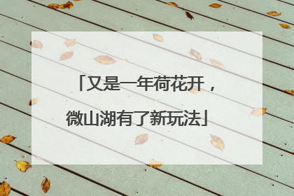 又是一年荷花开，微山湖有了新玩法