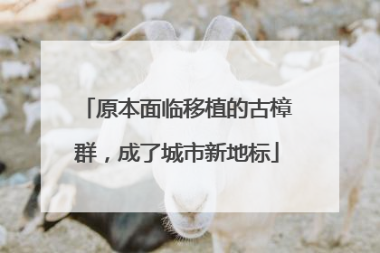 原本面临移植的古樟群，成了城市新地标