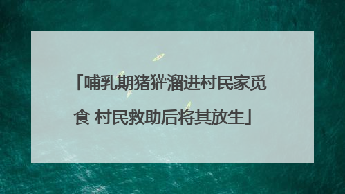 哺乳期猪獾溜进村民家觅食 村民救助后将其放生