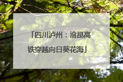 四川泸州：渝昆高铁穿越向日葵花海