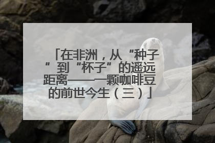 在非洲，从“种子”到“杯子”的遥远距离——一颗咖啡豆的前世今生（三）