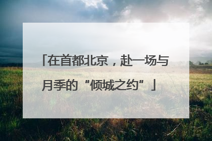 在首都北京，赴一场与月季的“倾城之约”