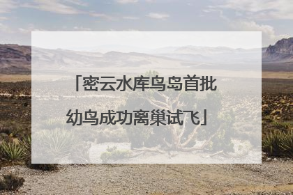 密云水库鸟岛首批幼鸟成功离巢试飞