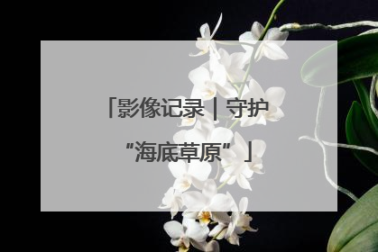 影像记录｜守护“海底草原”