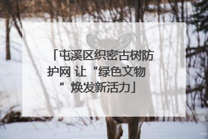 屯溪区织密古树防护网 让“绿色文物”焕发新活力