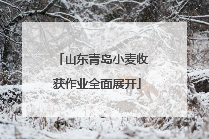 山东青岛小麦收获作业全面展开
