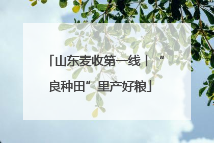 山东麦收第一线丨“良种田”里产好粮