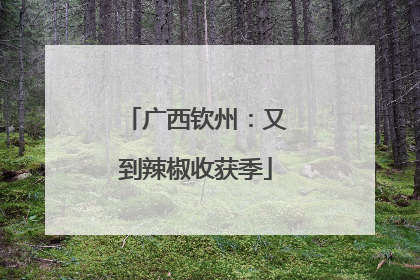 广西钦州：又到辣椒收获季