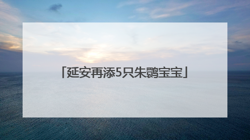延安再添5只朱鹮宝宝