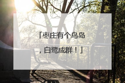 枣庄有个鸟岛，白鹭成群！