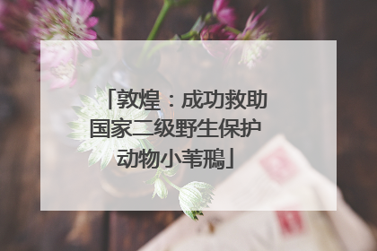 敦煌：成功救助国家二级野生保护动物小苇鳽