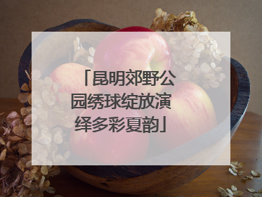 昆明郊野公园绣球绽放演绎多彩夏韵