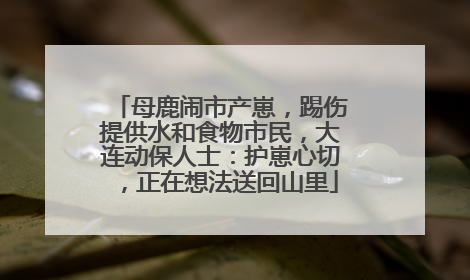 母鹿闹市产崽，踢伤提供水和食物市民，大连动保人士：护崽心切，正在想法送回山里