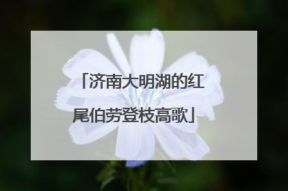 济南大明湖的红尾伯劳登枝高歌
