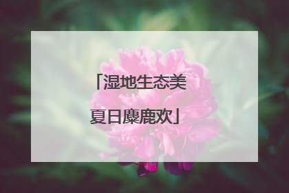 湿地生态美 夏日麋鹿欢