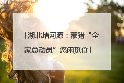 湖北堵河源：豪猪“全家总动员”悠闲觅食