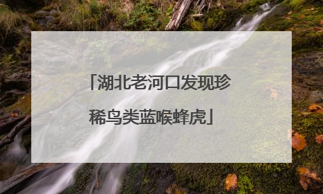 湖北老河口发现珍稀鸟类蓝喉蜂虎