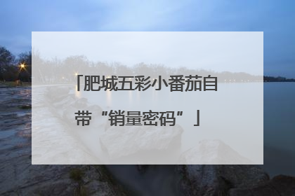 肥城五彩小番茄自带“销量密码”