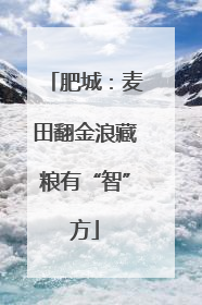 肥城：麦田翻金浪藏粮有“智”方