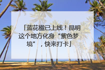 蓝花楹已上线！昆明这个地方化身“紫色梦境”，快来打卡