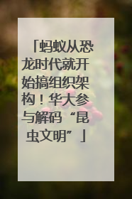 蚂蚁从恐龙时代就开始搞组织架构！华大参与解码“昆虫文明”