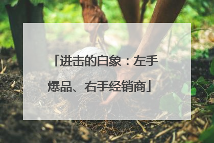 进击的白象：左手爆品、右手经销商