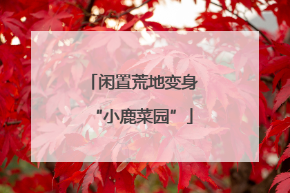闲置荒地变身“小鹿菜园”