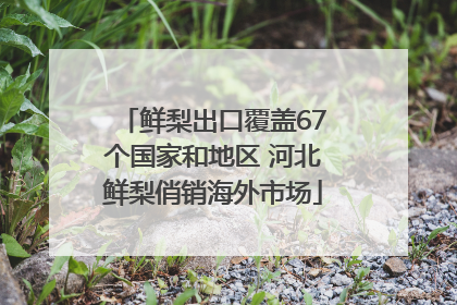 鲜梨出口覆盖67个国家和地区 河北鲜梨俏销海外市场