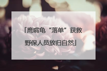 鹰嘴龟“落单”获救 野保人员放归自然
