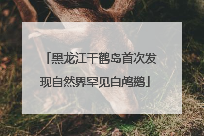 黑龙江千鹤岛首次发现自然界罕见白鸬鹚