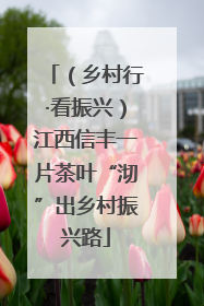 （乡村行·看振兴）江西信丰一片茶叶“沏”出乡村振兴路