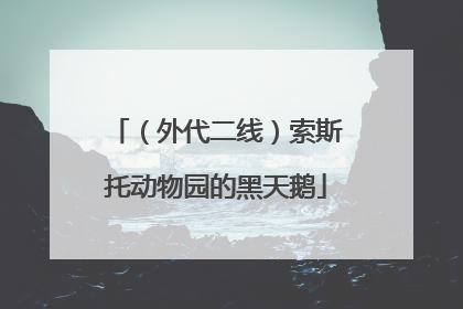 （外代二线）索斯托动物园的黑天鹅