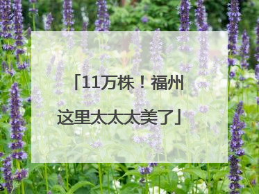 11万株！福州这里太太太美了