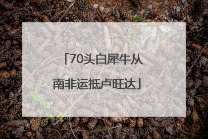 70头白犀牛从南非运抵卢旺达